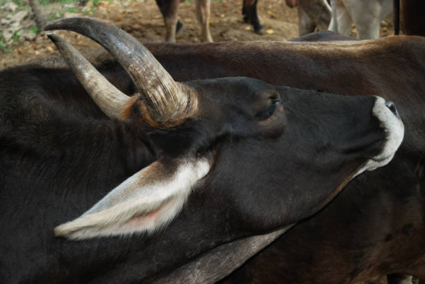 Horned cattle stock photo