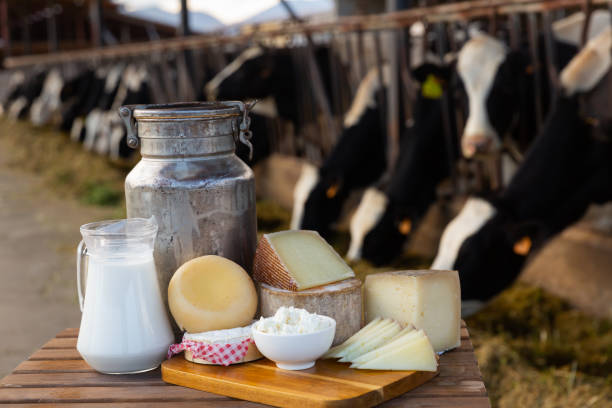 istock Fresh natural farm dairy products on table in cowshed 1461805585