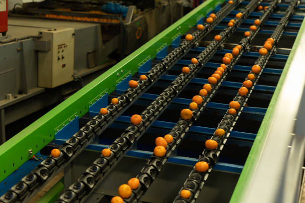istock Ripe tangerines on grading line of sorting factory 1461805589