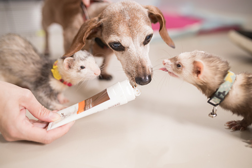 Humans interacting with pets