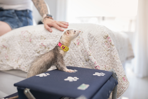 An adorable ferret patiently endures being held up by an unrecognizable smiling veterinary nurse as she listens to his heart and lungs.