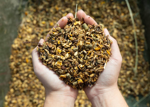 istock Compound feed for feeding horses in hands closeup 1461806707