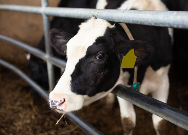 istock Calf with black and white fur at cow farm 1461806800