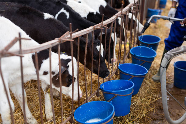 istock Calves drink milk from bucket on farm 1461806852