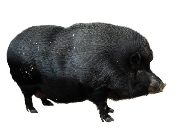 istock Pig eating food in barn 1461807090