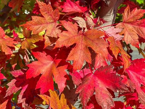 Autumn Red Maple Leaves - image