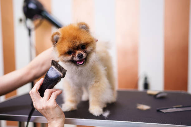 istock Professional dog grooming 1461819350