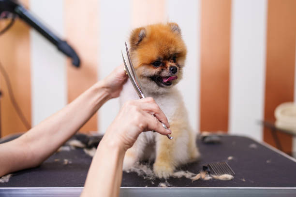 istock Professional dog grooming 1461819551