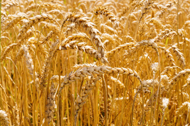 istock Ukrainian rising ripe wheat field. 1461827763