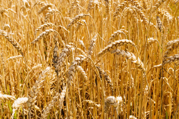 istock Ukrainian rising ripe wheat field. 1461827785