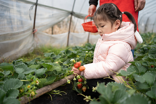 little girl picking strawberries