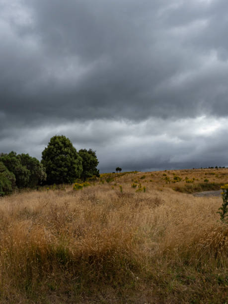 Dry grass and stormy skies stock photo