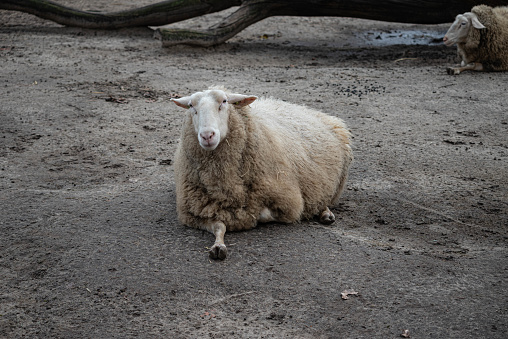 Sheep with a full winter coat full of wool lies on the outdoor ground at a petting zoo in Heemstede the Netherlands. There are no persons or trademarks in the shot.