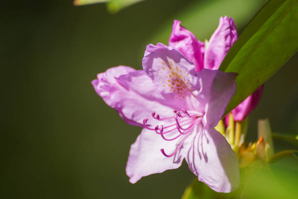 A close up of a pink flower