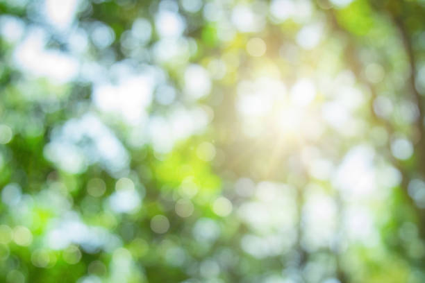 istock Abstract green foliage and tree in jungle blur with sun light spring summer. Farming concept on plant forest and environment day of farmer organic building sunshine on leaf herb lush soft in ecology. 1461845321