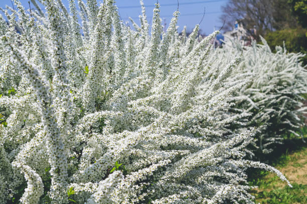 istock white piraea thunbergii small flowers in spring, kyoto 1461845387