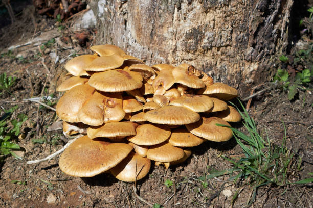 mushroom colony at the foot of a tree - edible mushroom mushroom fungus colony imagens e fotografias de stock