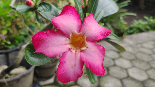 istock Japanese cambodian pink adenium flower 1461851236