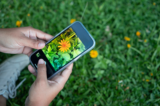 smartphone in hand photographing flower