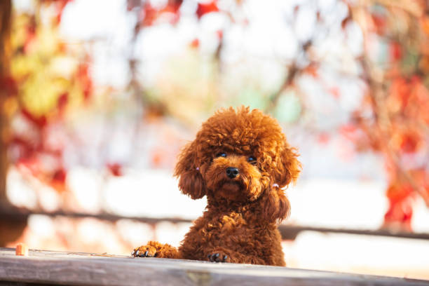 istock A toy poodle in autumn 1461856210