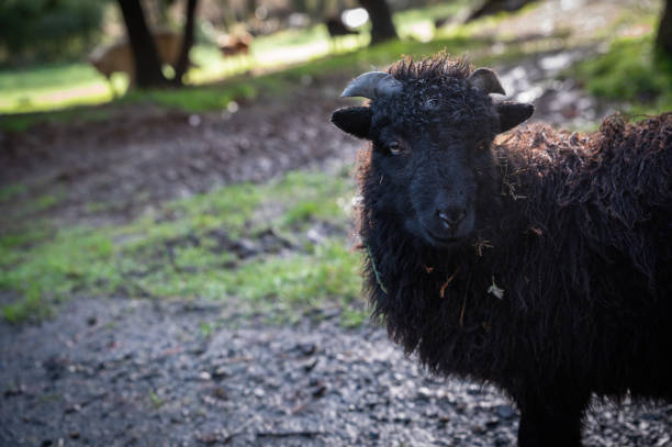 istock portrait of a small black sheep 1461869941