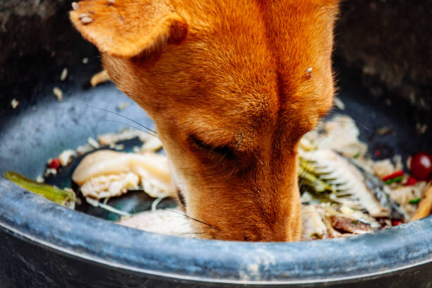 poor hungry homeless dog