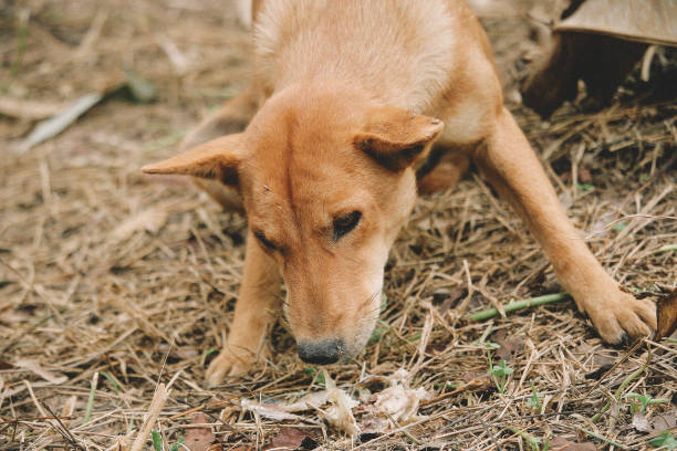 poor hungry homeless dog