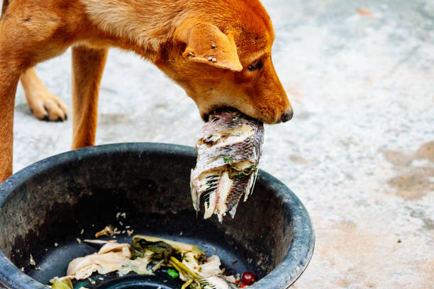 poor hungry homeless dog
