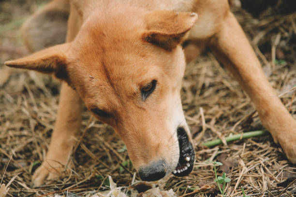 istock poor hungry homeless dog 1461871478