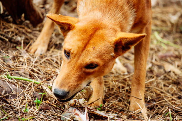 poor hungry homeless dog