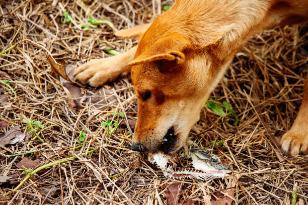 poor hungry homeless dog