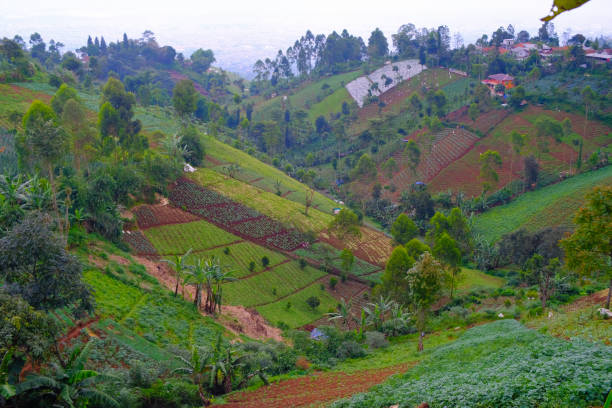 istock landscape view of a vegetable plantation 1461873006