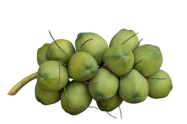 Numerative of coconuts fruit isolated on white background included clipping path.
