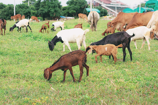 Goats and cows on rural pastures in Thailand.