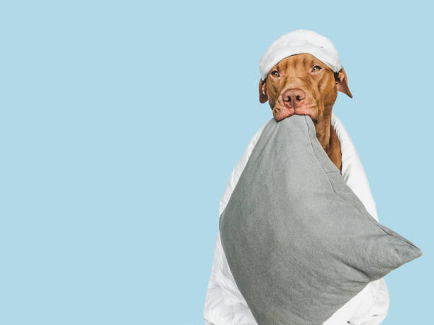 istock Lovable, pretty puppy, pillow and sleep mask 1461897247
