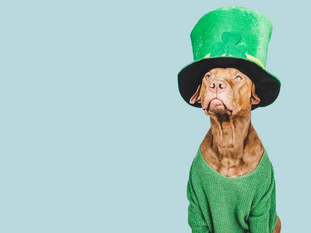 istock Puppy and a bright green leprechaun hat 1461897284