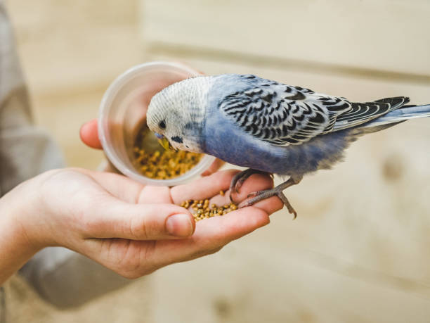 istock Bright, cute parrot and a young woman 1461897906