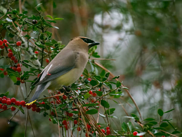 istock Cedar Waxwing Bird in a Yaupon Holly with Red Berries 1461898810