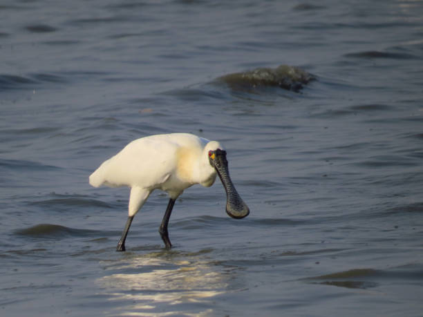 검은 얼굴의 저어새 플라탈레아 미성년자 성인 서 있는 - black faced spoonbill 뉴스 사진 이미지