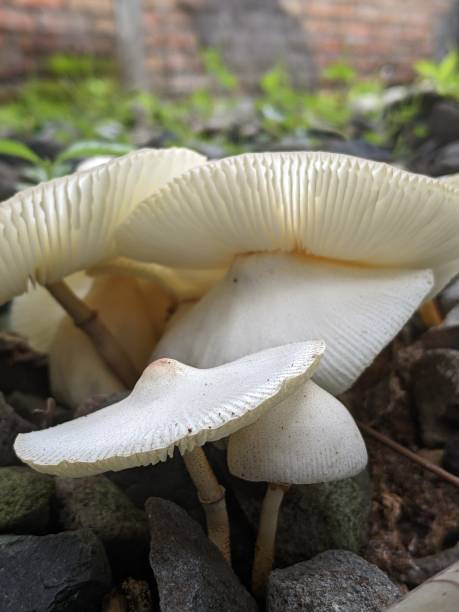 istock Pleurotus ostreatus grows wild in the yard 1461900777
