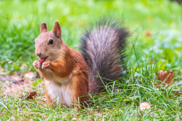 istock Autumn squirrel with nut sits on green grass with fallen yellow leaves 1461901327