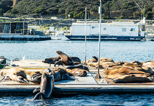 Sea lions on a dock in San Diego Bay.