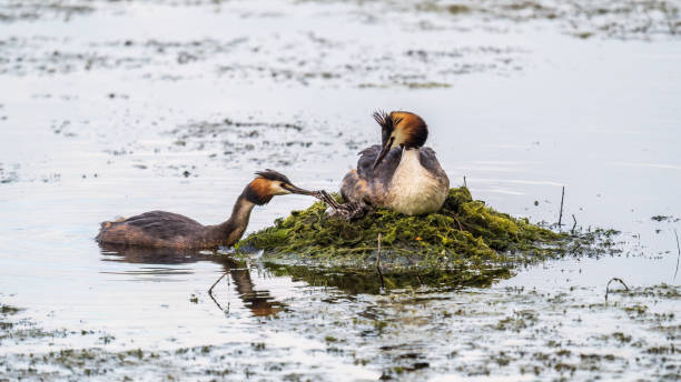 istock A pair of water birds, Great Crested Grebe, feeding chick at nest. 1461906608