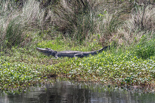 Large American alligator basking in the sun near a pond