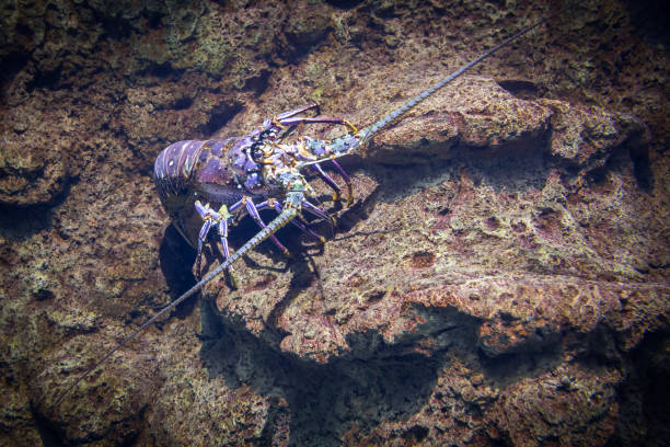 istock Lobster underwater on rocky bottom close-up 1461910068