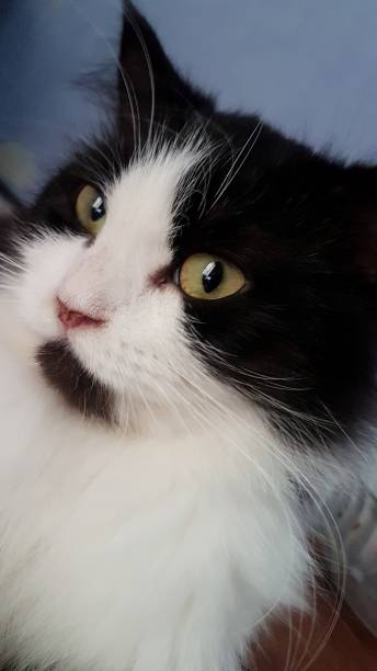 istock Long hair persian cat 1461910465