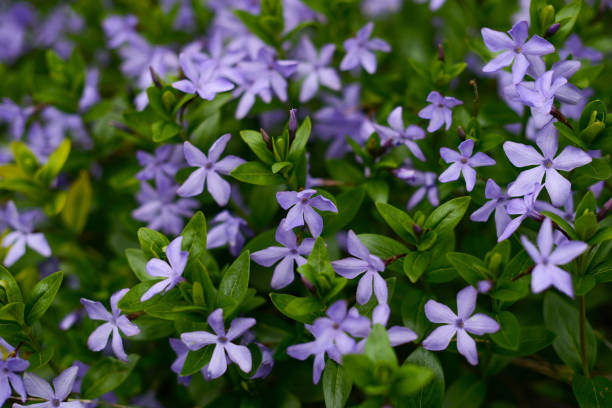 myrtenblüten, kriechende myrte. blaue blumen auf einer wiese weicher fokus, verschwommener hintergrund. vinca minor, kleine immergrünblüten, draufsicht - periwinkle stock-fotos und bilder