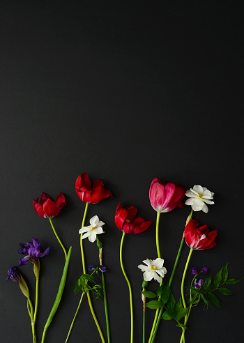 Flowers isolated on a black background. Red tulips, white daffodils, purple irises, spring rank flowers on a dark background, copy space, top view. Floral flat lay