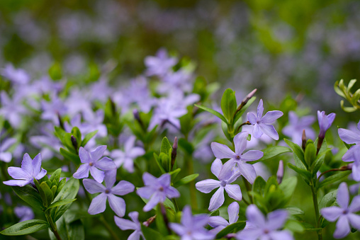 Myrtle flowers, creeping myrtle. Blue flowers on a meadow soft focus, blurred background.  Vinca minor,  lesser periwinkle flowers