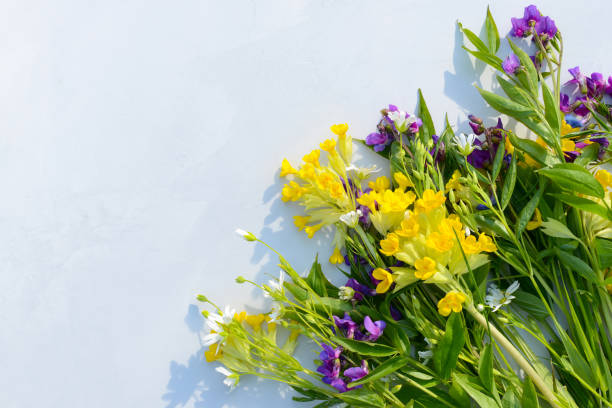 Colorful wildflowers, spring Flowers composition on a white or beige or light gray background. Flat lay, top view, copy space